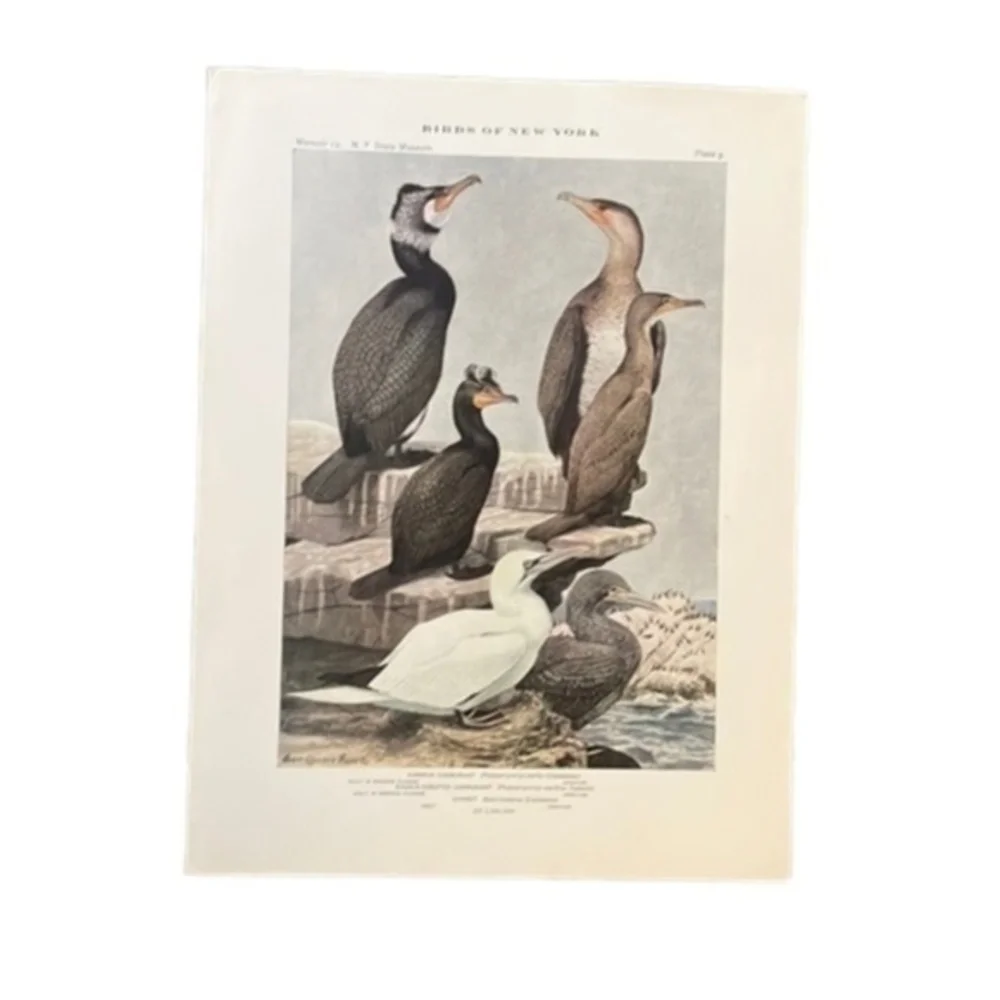 🖤5/$25 Antique Ornithological Bird Print Original 1913 vintage birds